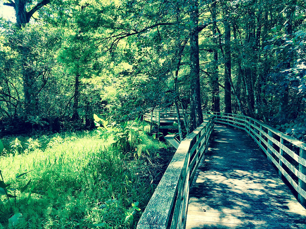 This is part of the 2,300-foot wooden boardwalk that takes visitors into the heart of Fakahatchee Strand.